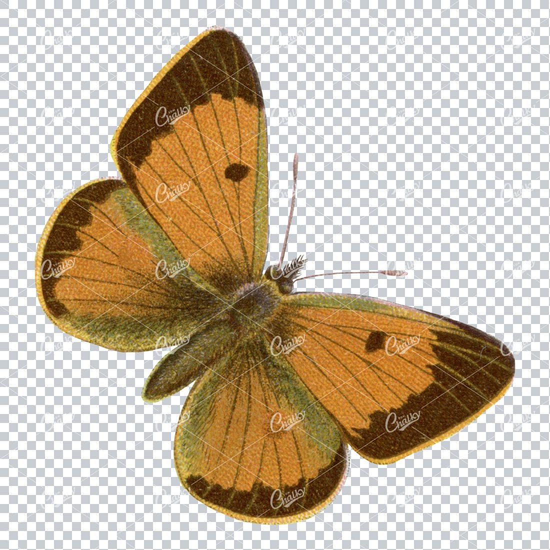Vintage Colored Illustration of a Butterfly No.2