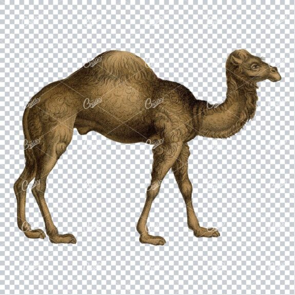 Detailed Line Art Colored Illustration of a Camel