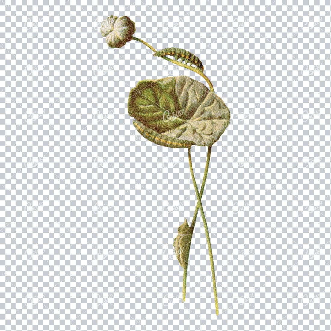 Vintage Illustration of a Caterpillar and Cacoon on Plant