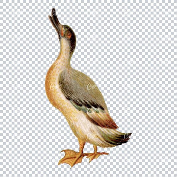 Antique Colored Illustration of a Duck