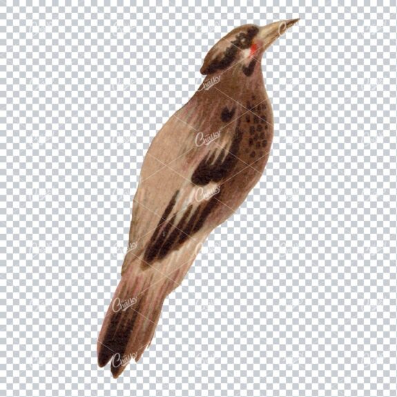 Antique Colored Illustration of a Bird No.1