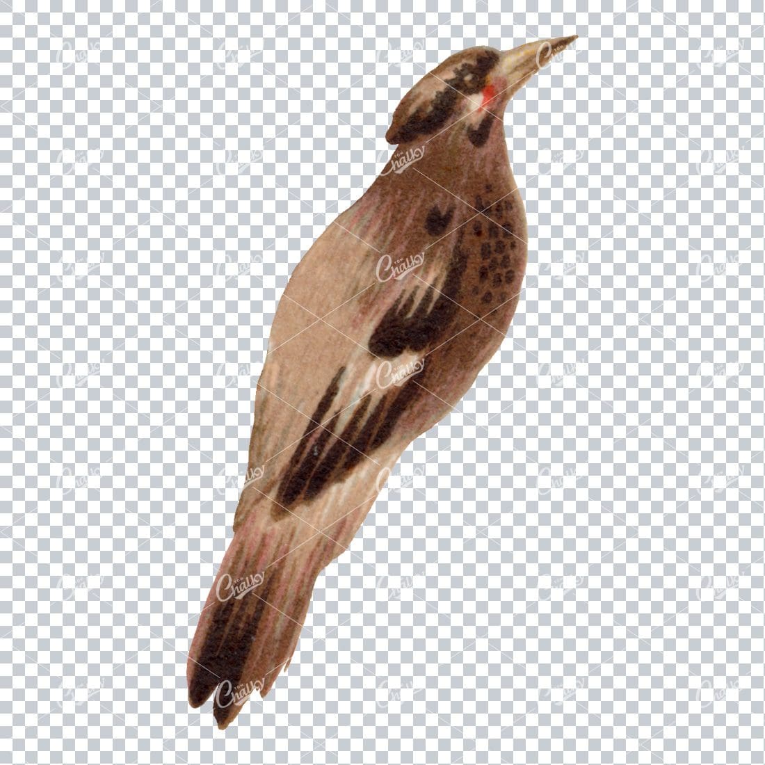 Antique Colored Illustration of a Bird No.1