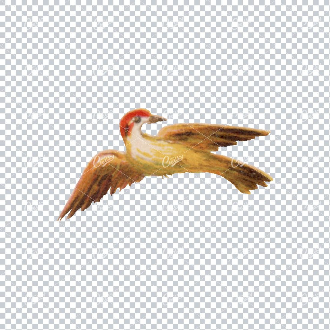 Antique Colored Illustration of a Bird No.2