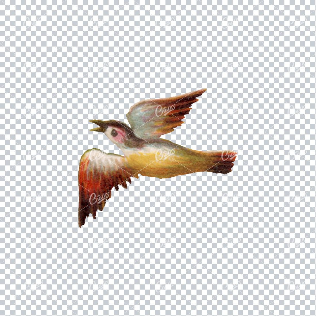 Antique Colored Illustration of a Bird No.3