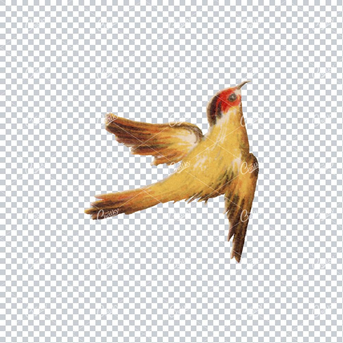 Antique Colored Illustration of a Bird No.4