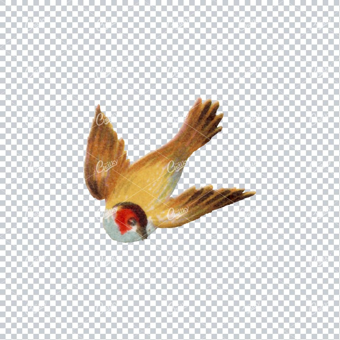 Antique Colored Illustration of a Bird No.5