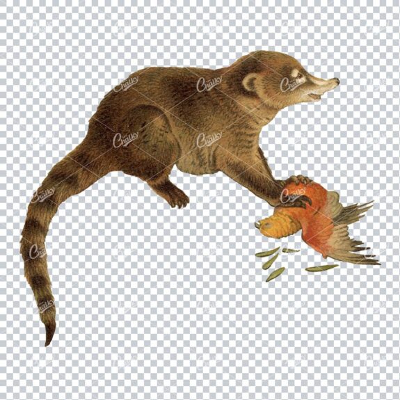 Vintage Illustration of a Coati Eating a Bird