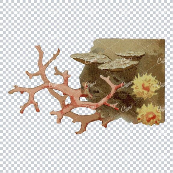 Vintage Decorative Illustration of Sea Coral