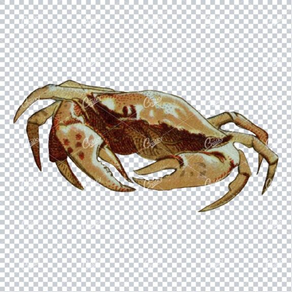 Antique Colored Illustration of a Crab No.1