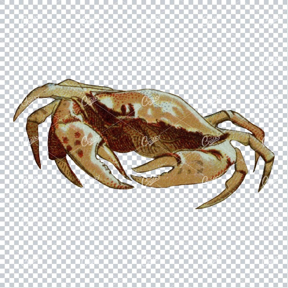 Antique Colored Illustration of a Crab No.1