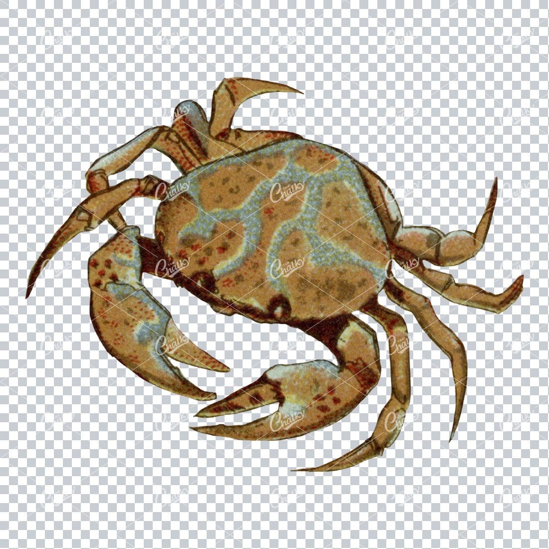 Antique Colored Illustration of a Crab No.2