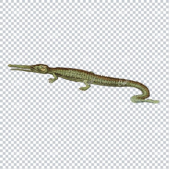Antique Quirky Prehistoric Illustration of an Alligator