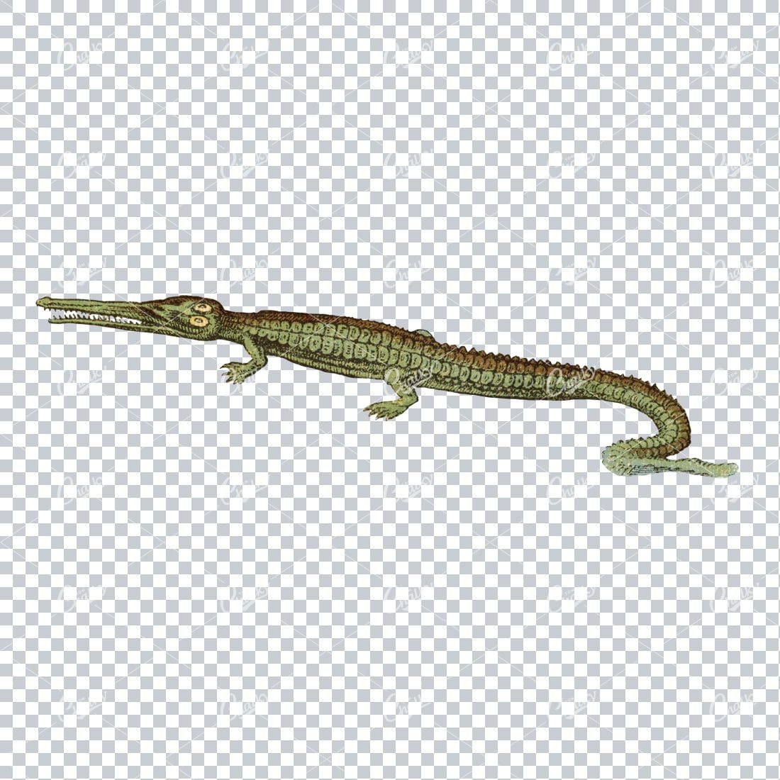 Antique Quirky Prehistoric Illustration of an Alligator