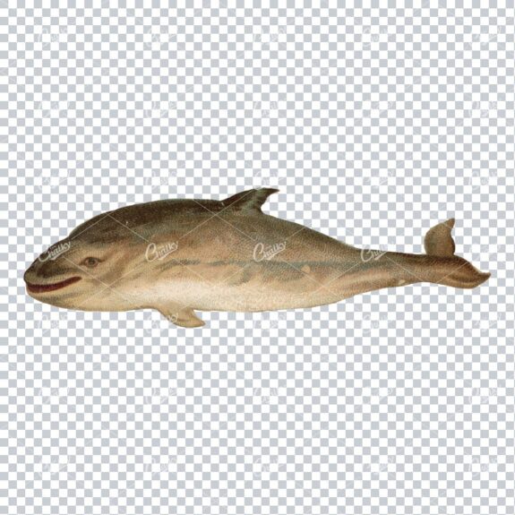 Vintage Color Illustration of a Dolphin