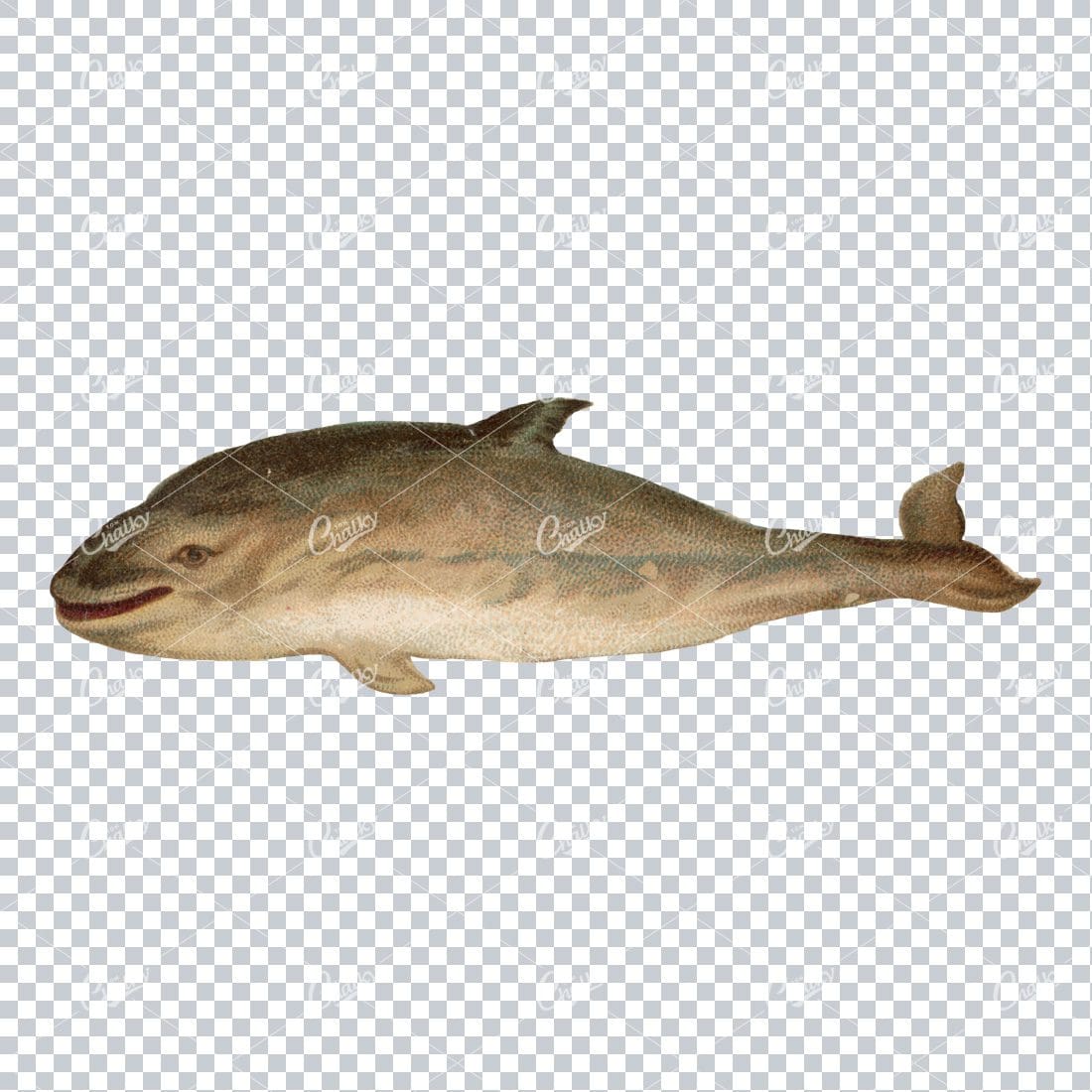 Vintage Color Illustration of a Dolphin