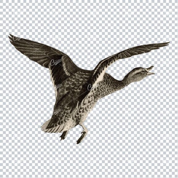 Vintage Black and Sepia Toned Illustration of a Flying Duck