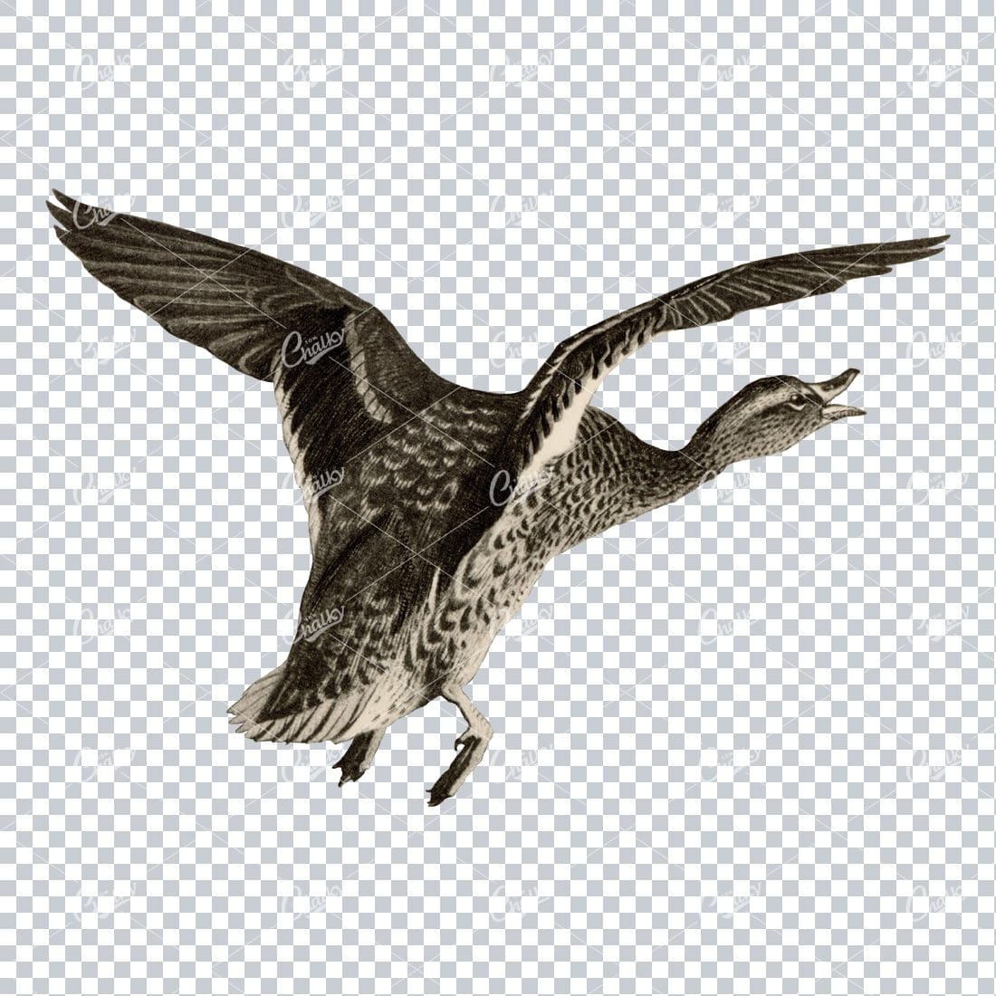 Vintage Black and Sepia Toned Illustration of a Flying Duck