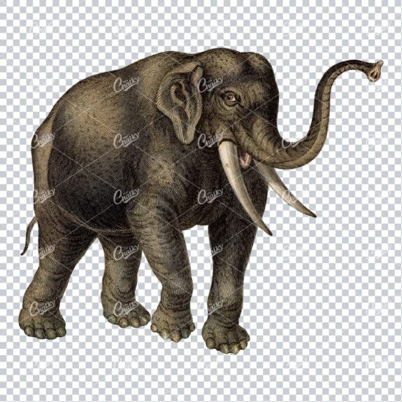 Full Color PNG Illustration of a Walking Elephant