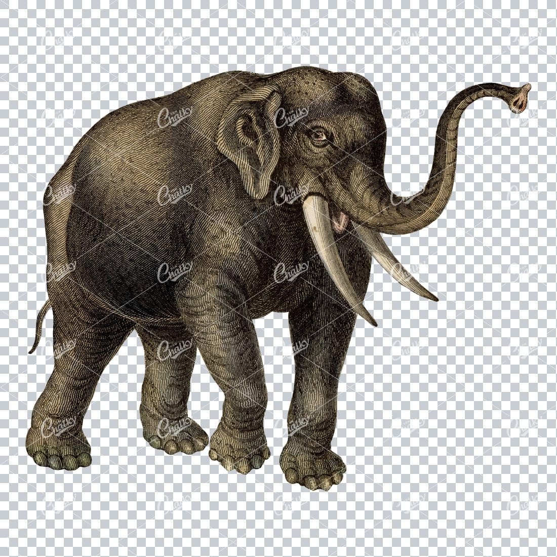 Full Color PNG Illustration of a Walking Elephant