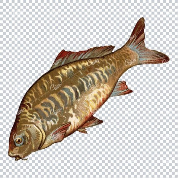 Vintage Full Color Illustration of a Fish No.2