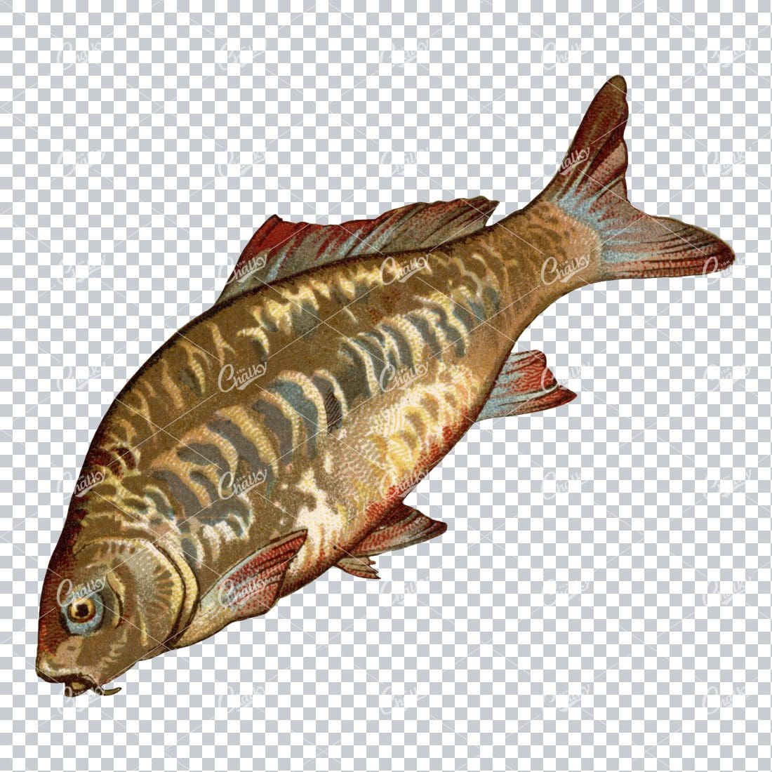 Vintage Full Color Illustration of a Fish No.2