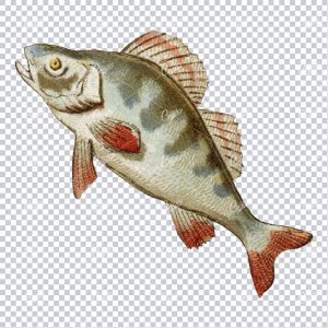 Vintage Full Color Illustration of a Fish No.3