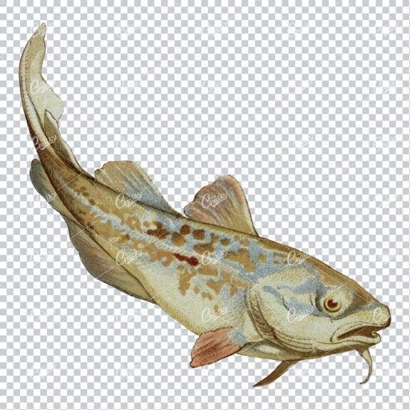 Vintage Full Color Illustration of a Fish No.4