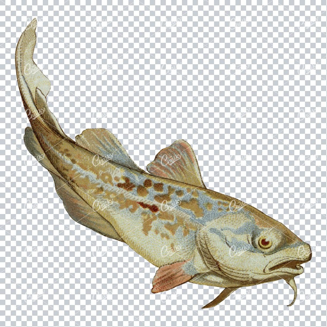 Vintage Full Color Illustration of a Fish No.4
