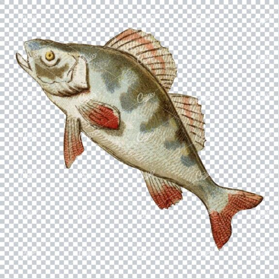 Vintage Full Color Illustration of a Fish No.5