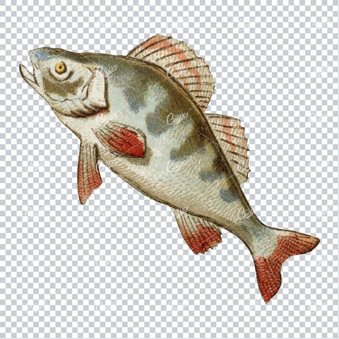 Vintage Full Color Illustration of a Fish No.5
