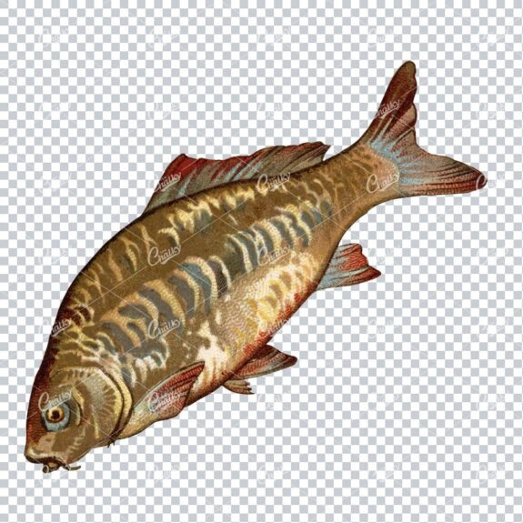 Vintage Full Color Illustration of a Fish No.6