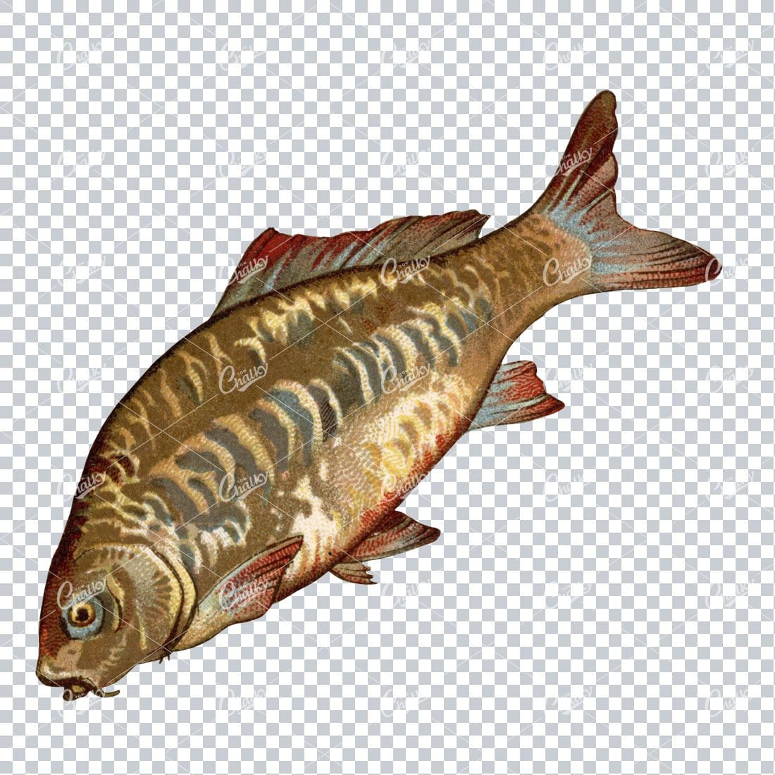 Vintage Full Color Illustration of a Fish No.6