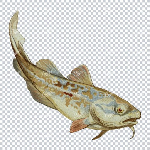 Vintage Full Color Illustration of a Fish No.7