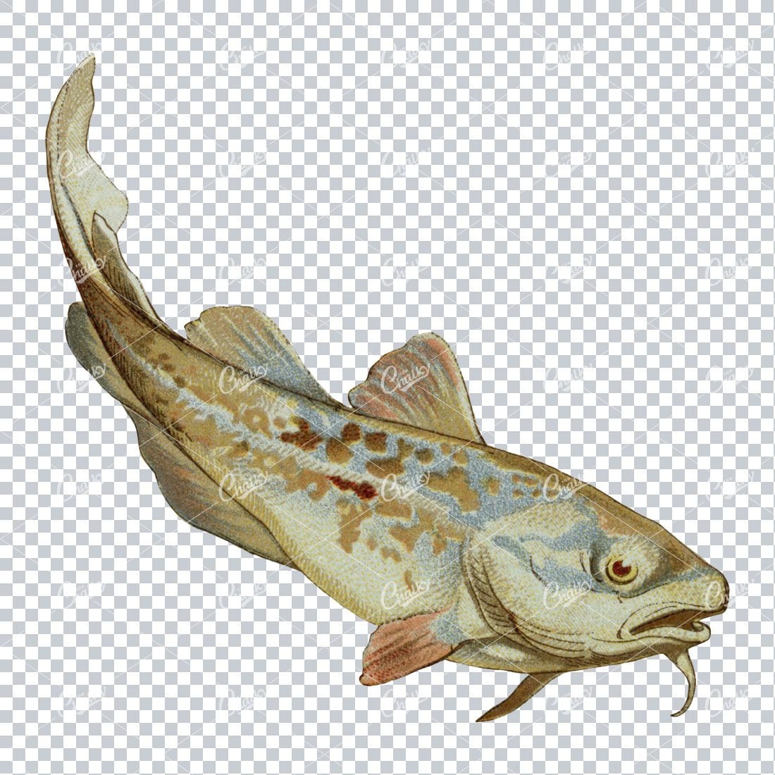 Vintage Full Color Illustration of a Fish No.7