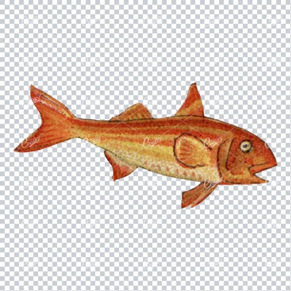 Vintage Full Color Illustration of a Fish No.8