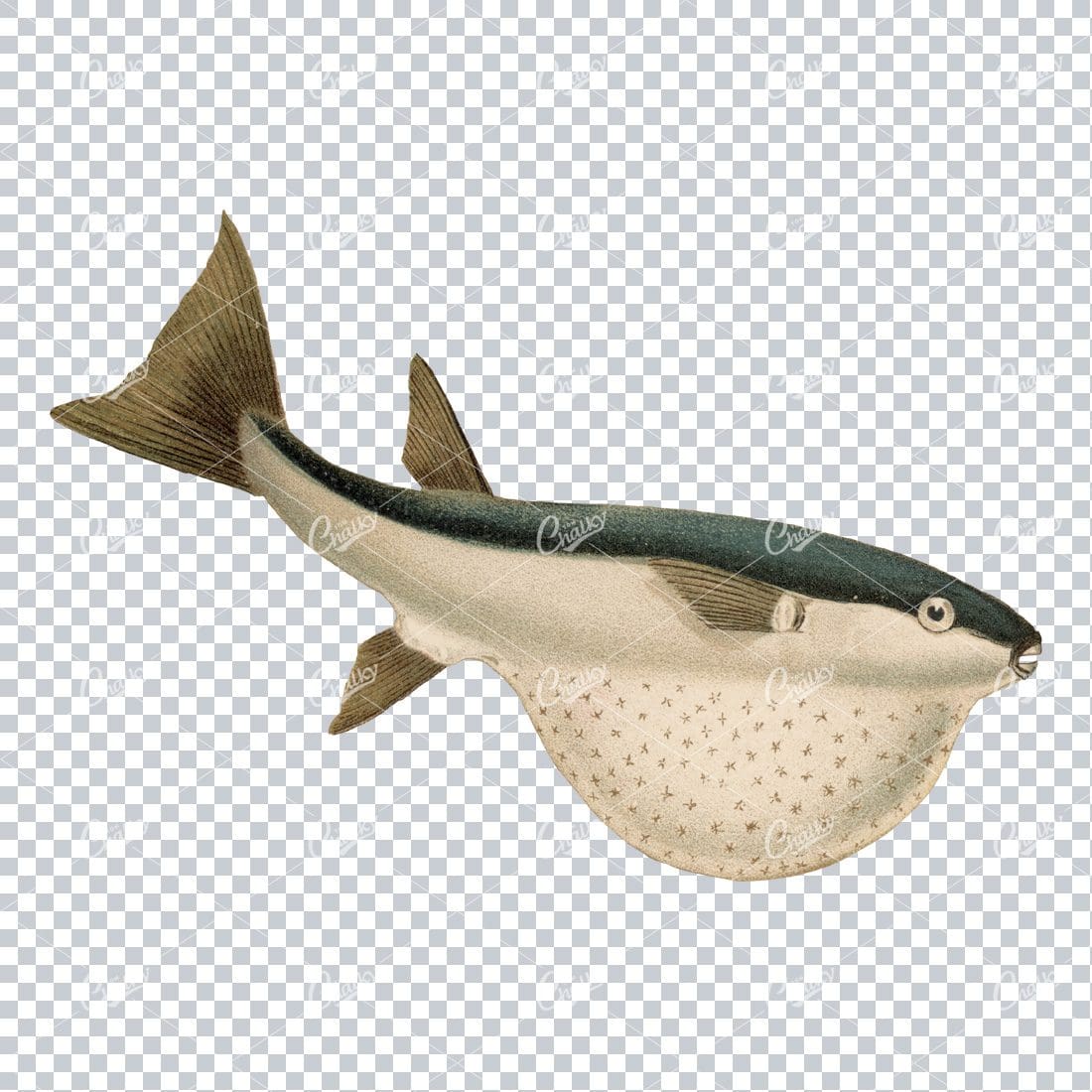 Vintage Full Color Illustration of a Fish No.9