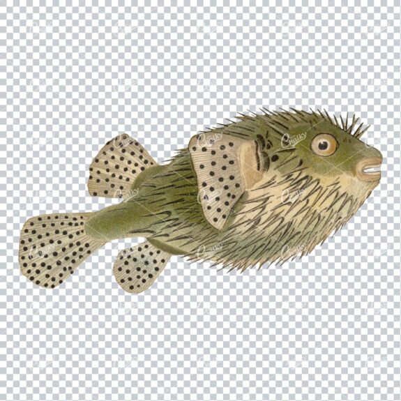 Vintage Full Color Illustration of a Fish No.10
