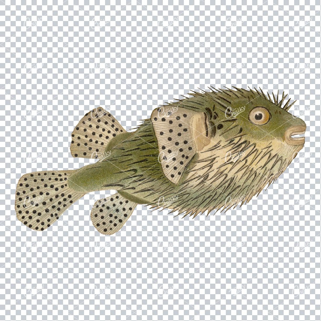 Vintage Full Color Illustration of a Fish No.10