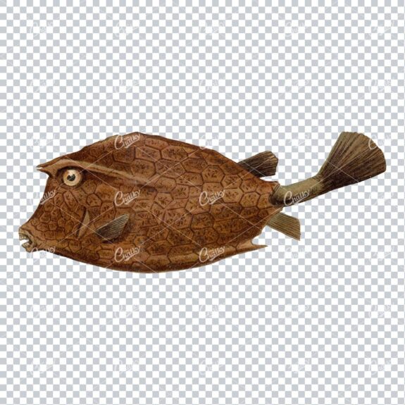 Vintage Full Color Illustration of a Fish No.11