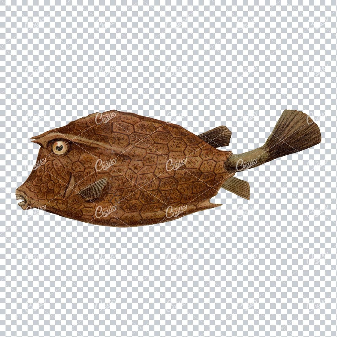 Vintage Full Color Illustration of a Fish No.11