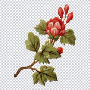 Full Color PNG Illustration of a Rose Bush Branch with Flowers No.1