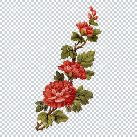 Full Color PNG Illustration of a Rose Bush Branch with Flowers No.2