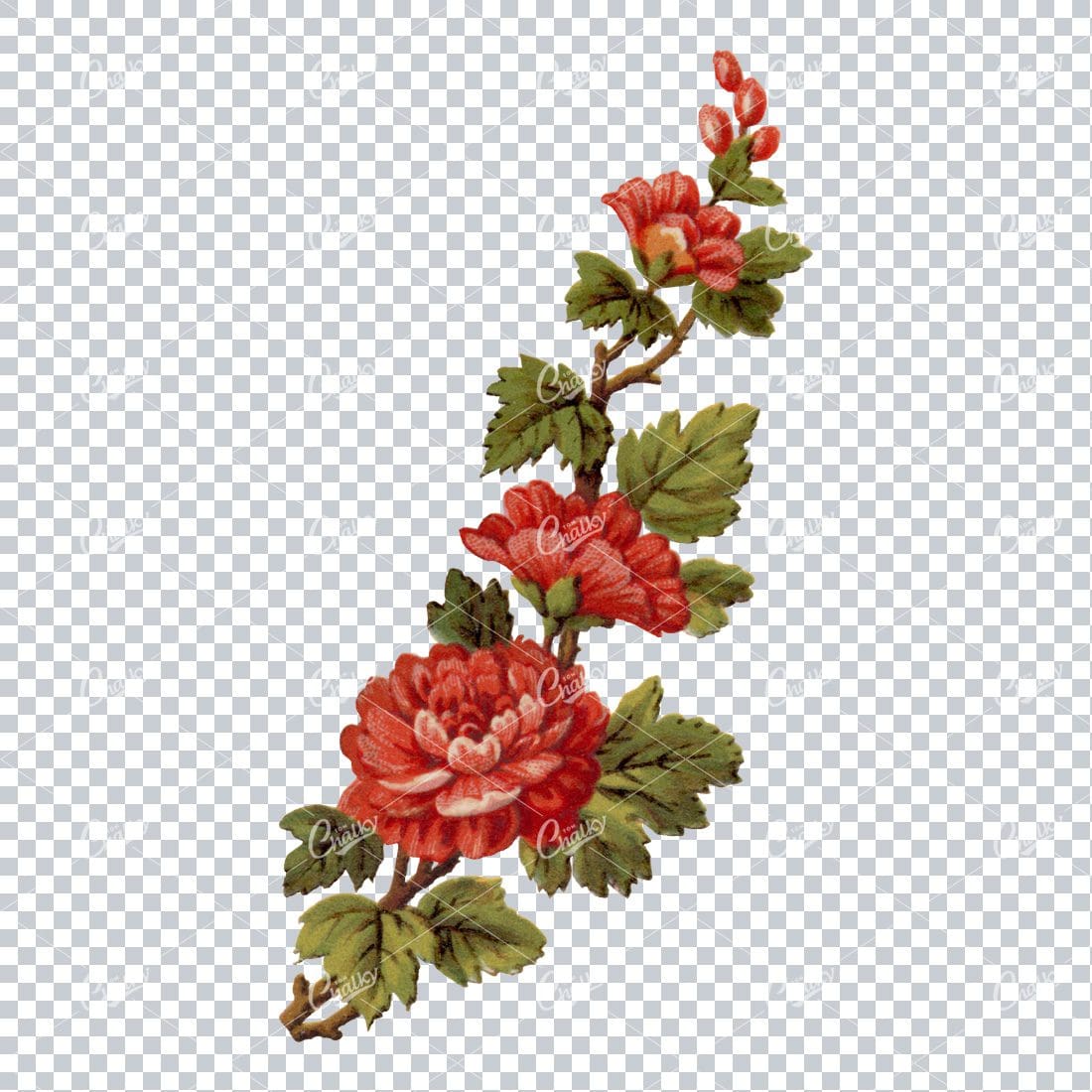 Full Color PNG Illustration of a Rose Bush Branch with Flowers No.2