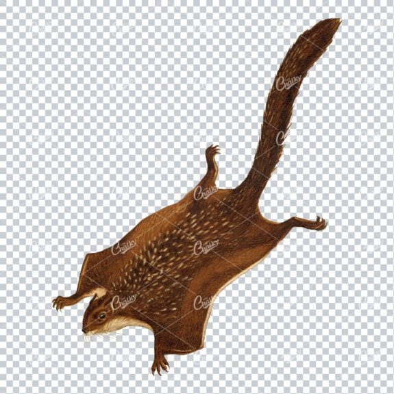 Detailed Vintage Png Colored Illustration Of A Flying Squirrel Mid Flight