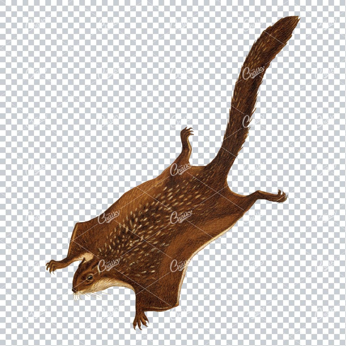Detailed Vintage Png Colored Illustration Of A Flying Squirrel Mid Flight