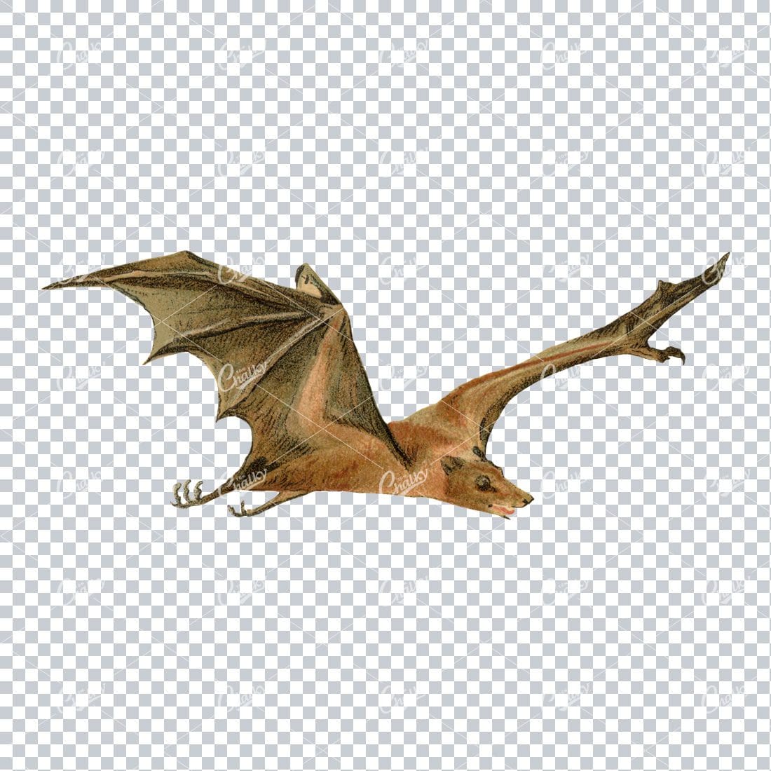 Vintage PNG Color Illustration of a Fruit Bat