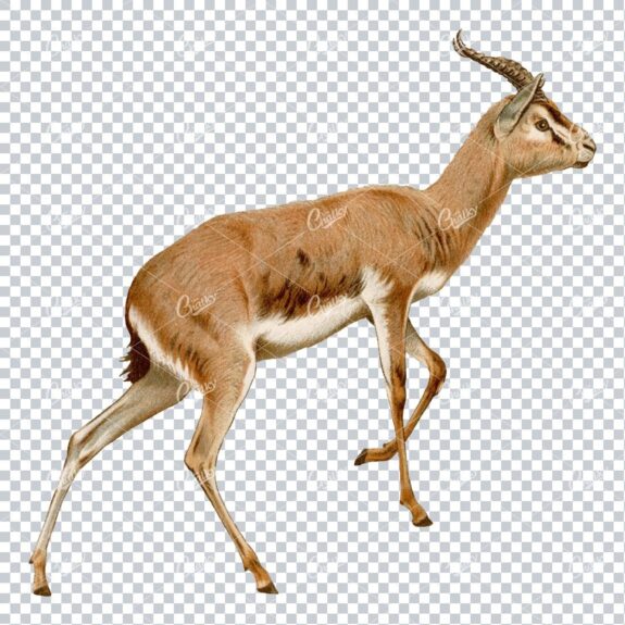 Vintage PNG Color Illustration of a Gazelle