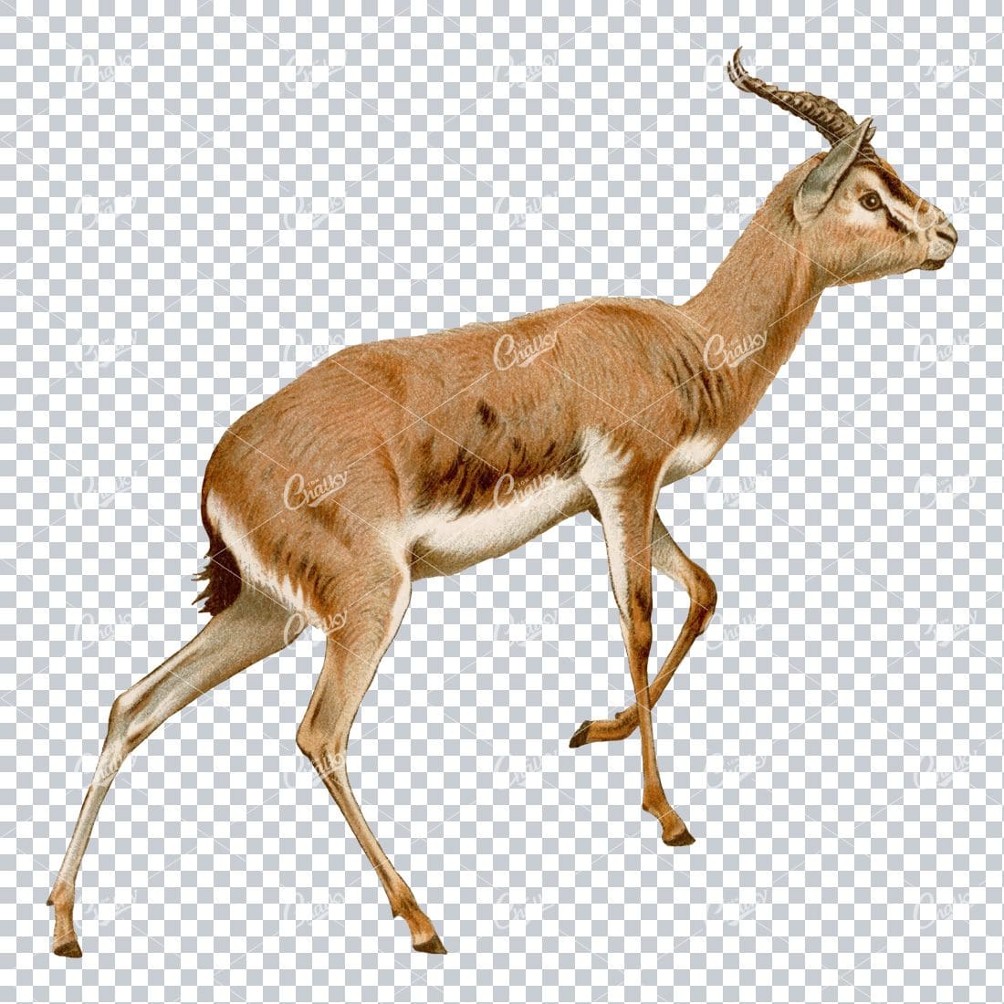 Vintage PNG Color Illustration of a Gazelle