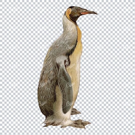 Vintage PNG Color Illustration of a Giant Penguin No.1