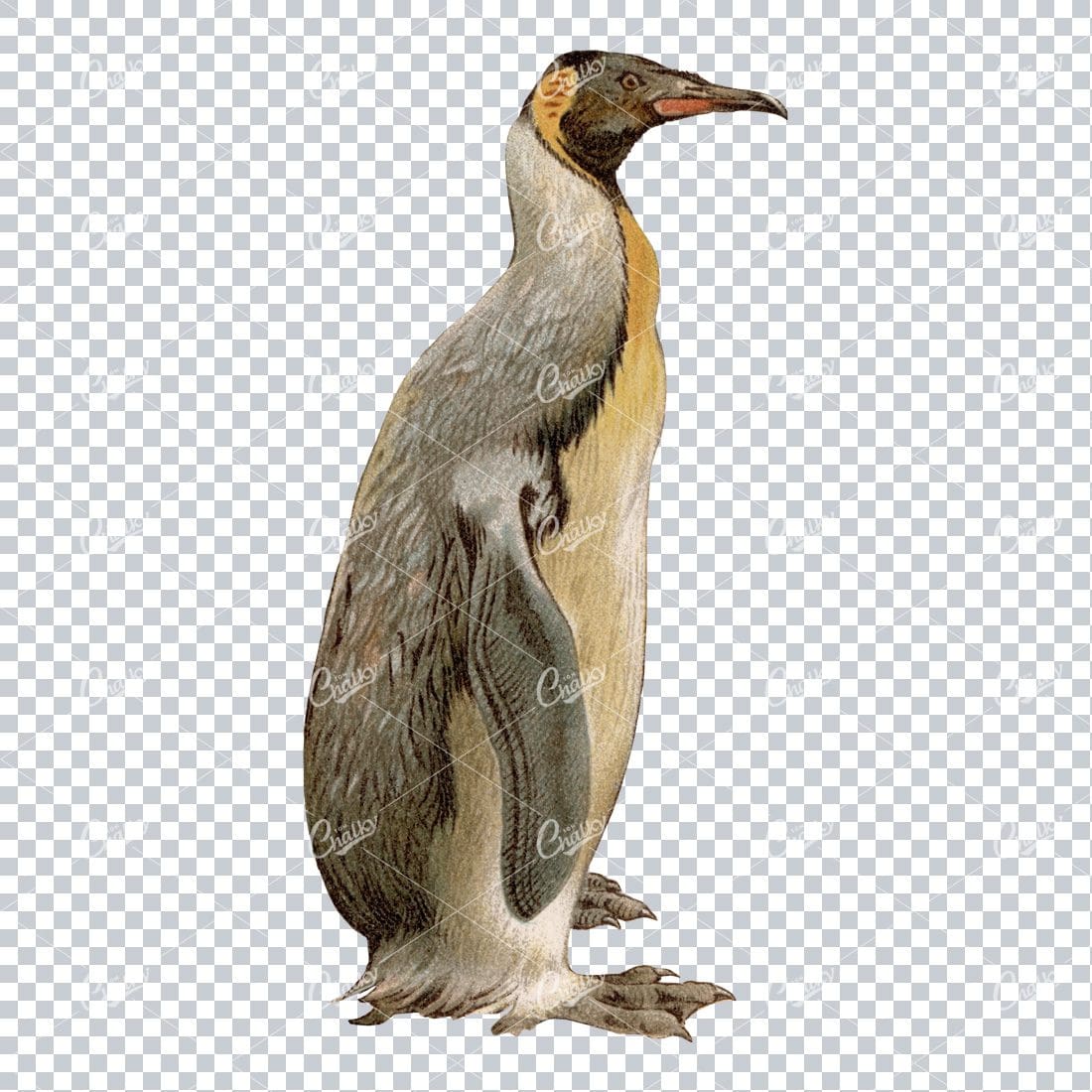 Vintage PNG Color Illustration of a Giant Penguin No.1